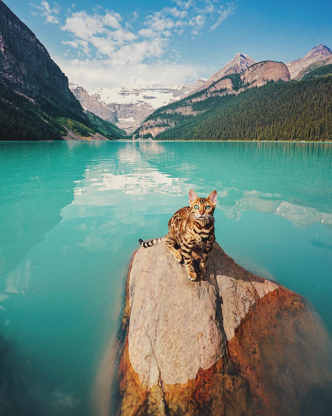 Wonderful Adventures Suki the Cat Canada 1
