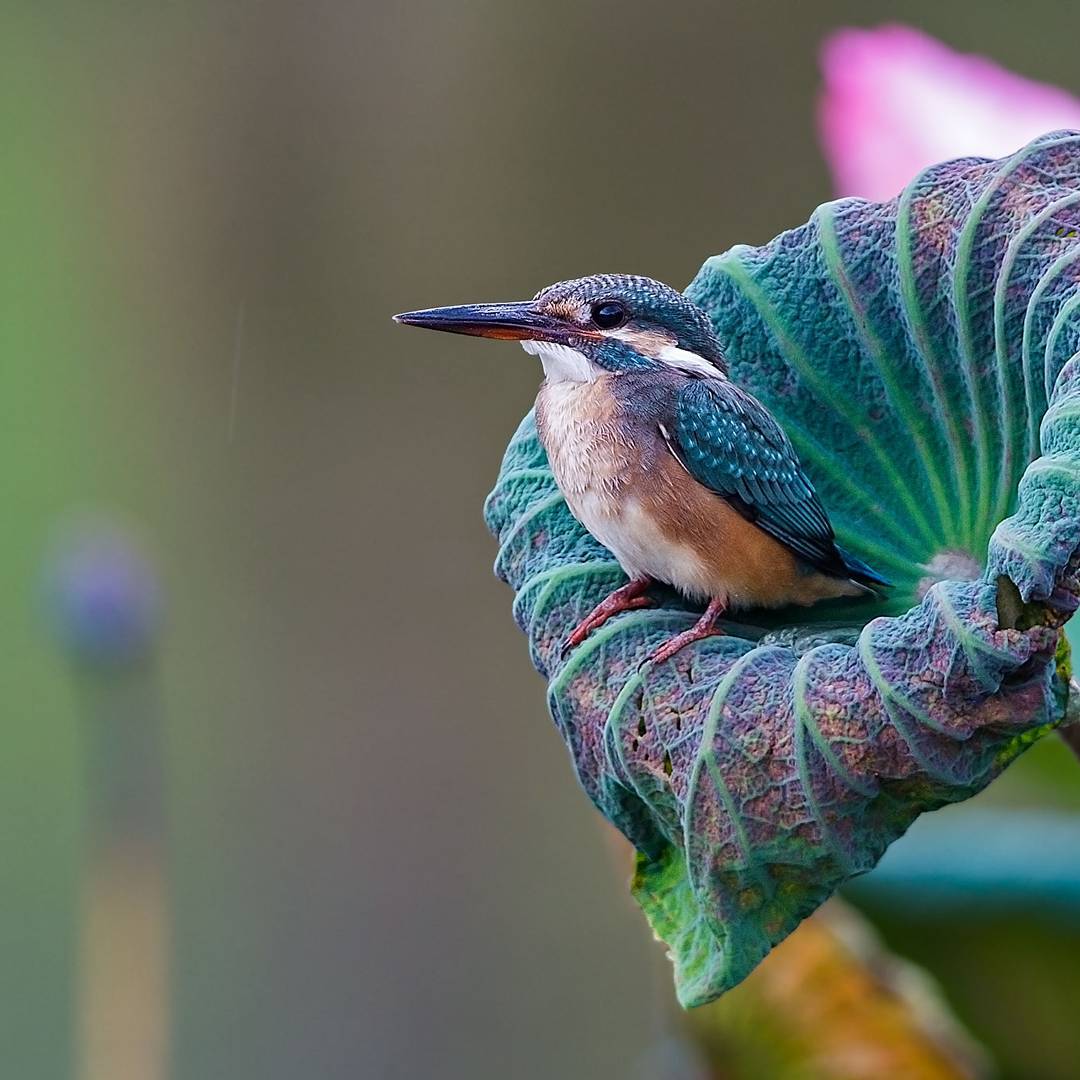 Beautiful Bird Photography by Johnson Chua