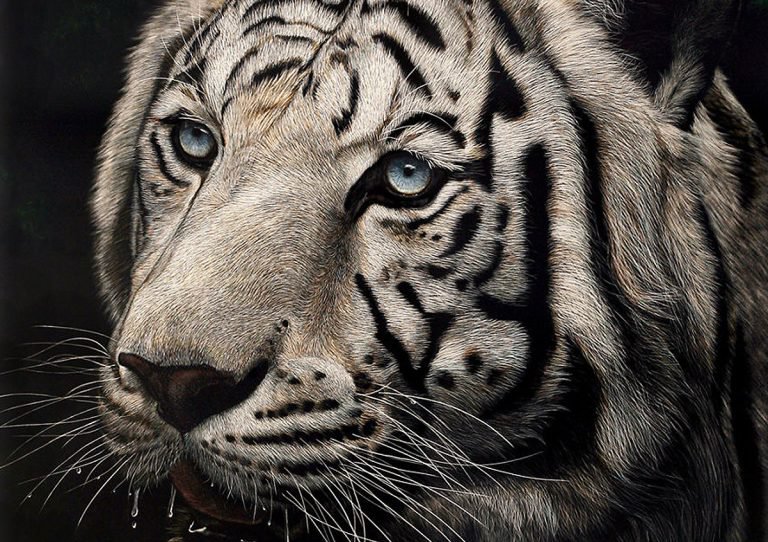 Hyper-Realistic Scratchboard Illustrations by Cathy Sheeter