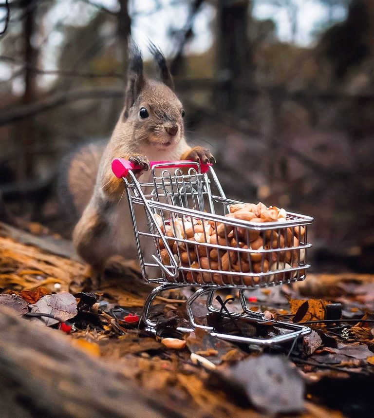 Cute Wild Animal Portraits by Ossi Saarinen