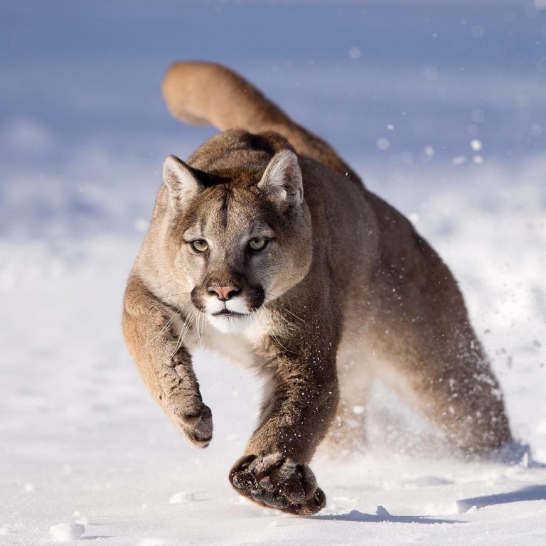 Wonderful Close-Up Portraits of Wild Animals by Serhat Demiroglu
