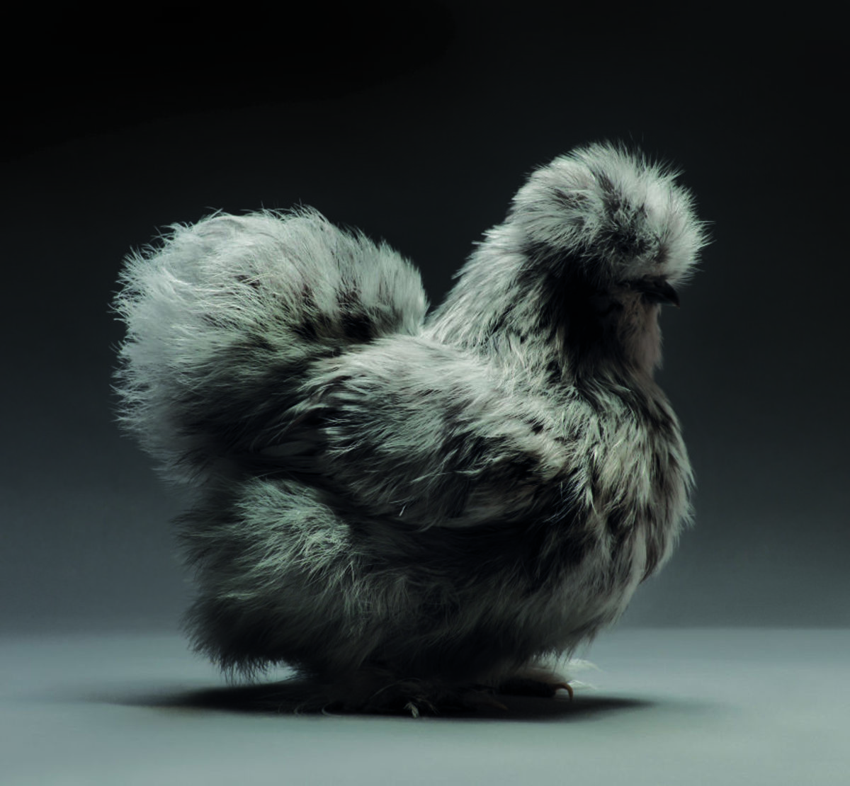 Portraits of “Most Beautiful Chickens on the Planet” Capture Their Underrated Beauty