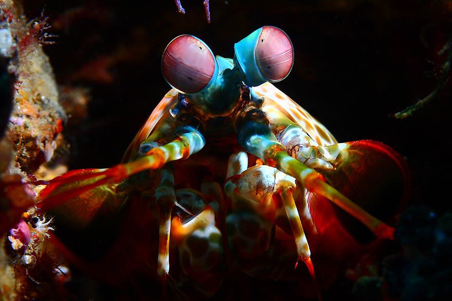 Meet the Strange Underwater Inhabitants of Indonesia’s Lembeh Strait