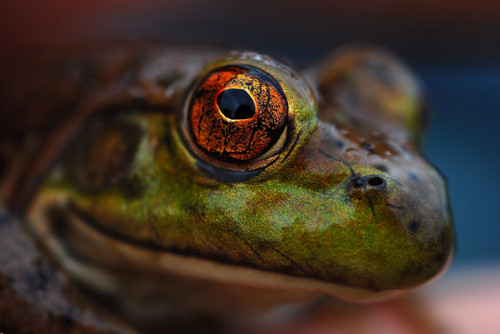 25 Macro Photography Shots That Make You Amazed