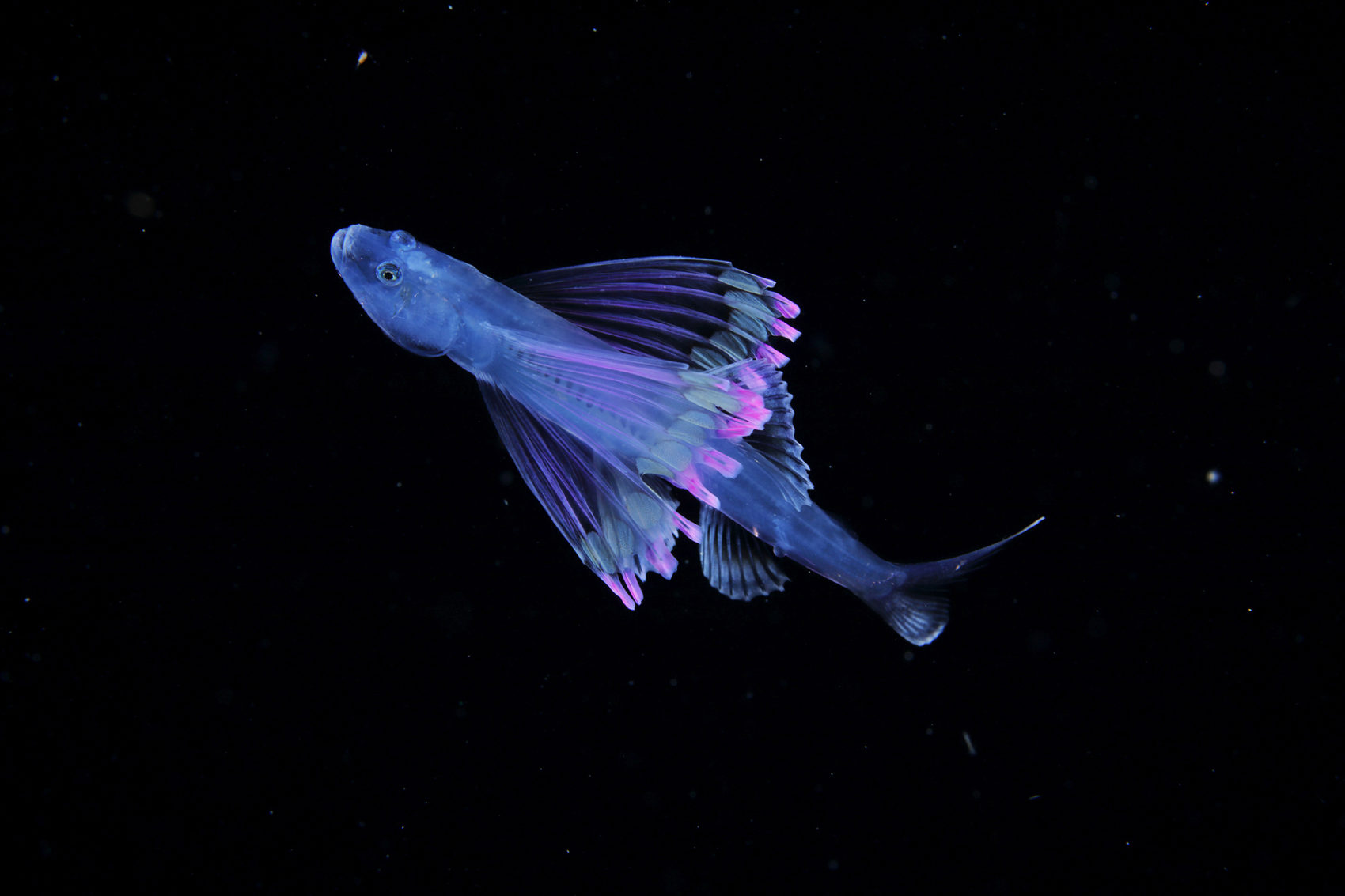 Luminous Plankton Captured in the Dark Waters of the Osezaki Sea