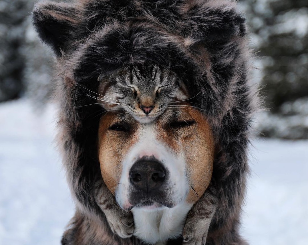 Cute and Amazing Dog and Cat Travel Companions