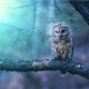 Elegant Owl Photography 9