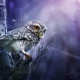 Best Owl Photography Captures 13