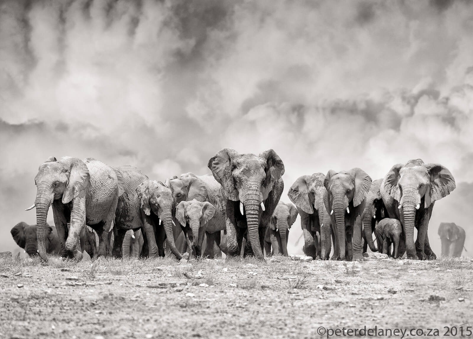Impressive Black and White Animals Photography by Peter Delaney