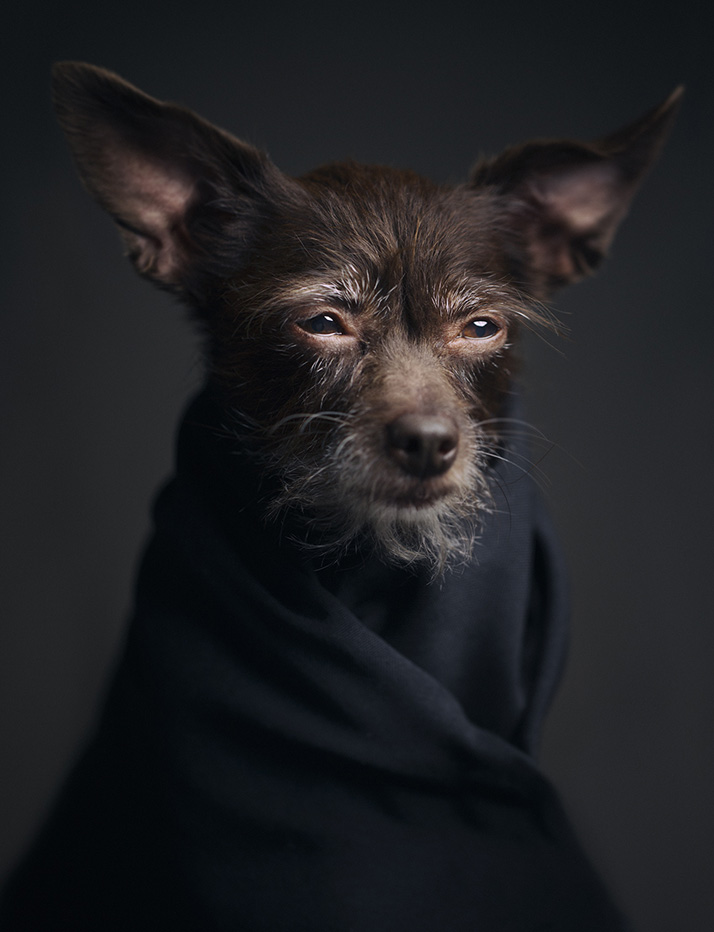 Dramatic Portraits Of Animals Expression Like Human Emotions