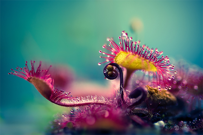 Beautiful Macro Photography of Carnivorous Plants by Joni Niemela 04