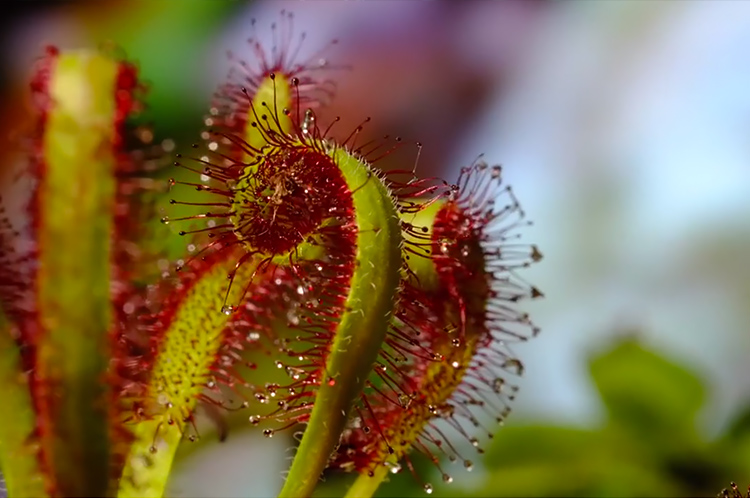 Macro Photography of Carnivora Plant by chris Field