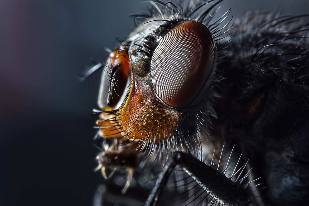 Best Insects Macro Photography by Sergey Babaev