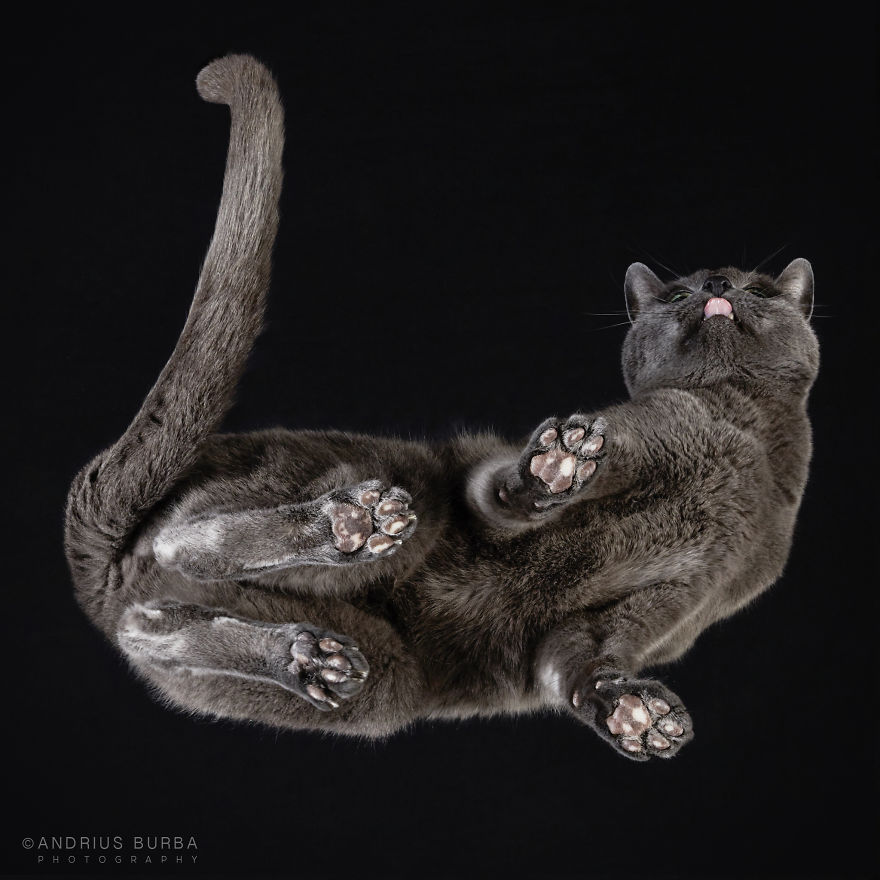 Cute Cat Photograph From Underneath By Andrius Burba 04