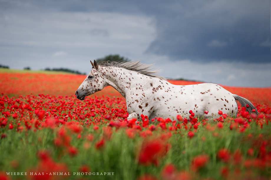 Stunning Horse Portraits Photography by Wiebke Haas