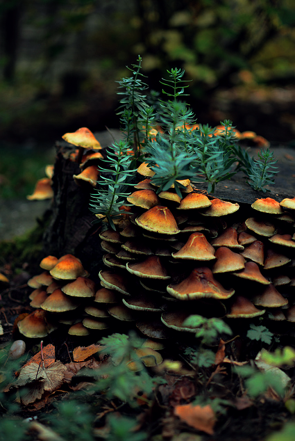 Amazing Mushrooms Macro Photography 99