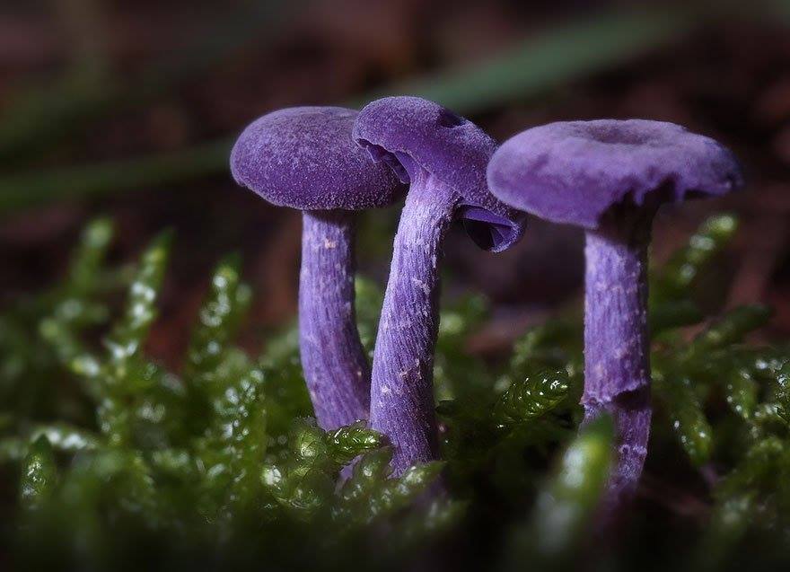 Beautiful Macro Photography of Mushrooms 13