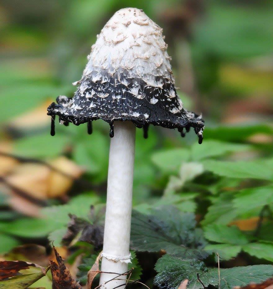 Beautiful Macro Photography of Mushrooms 14