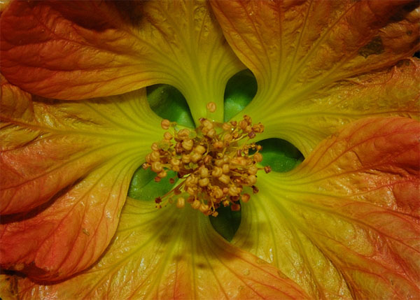 Beautiful Macro photography of Flower 99