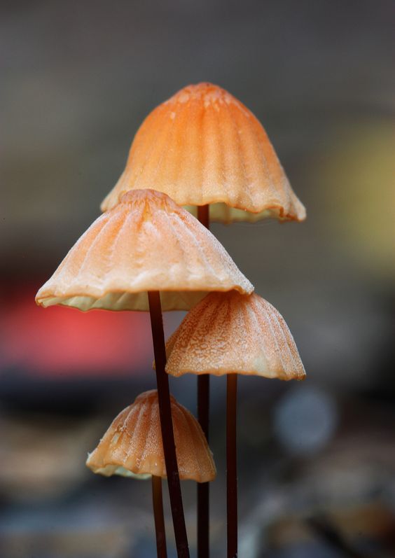 Close up Macro Photography of Mushrooms 99