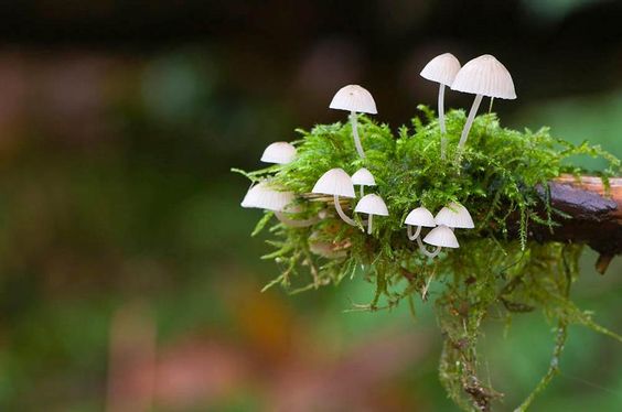 Extraordinary Macro Photography of Mushrooms 99