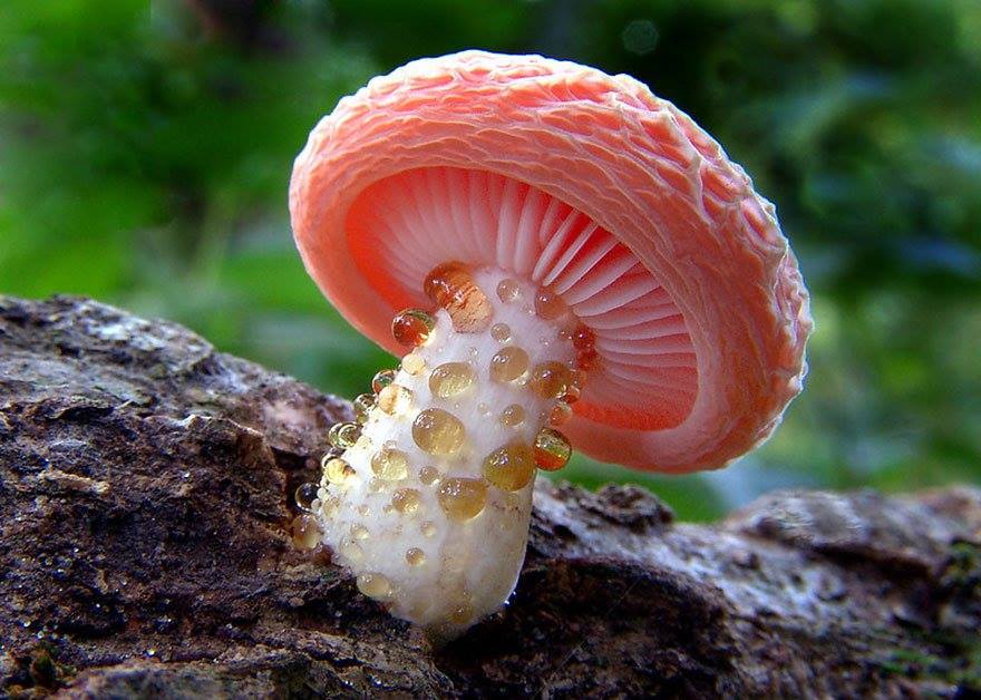 Mysterious Macro Photography of Mushrooms 11