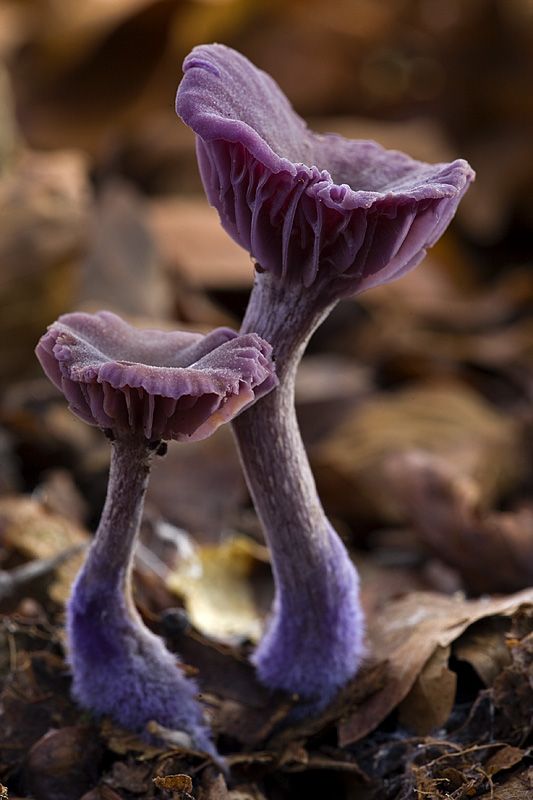 Mysterious Macro Photography of Mushrooms 99