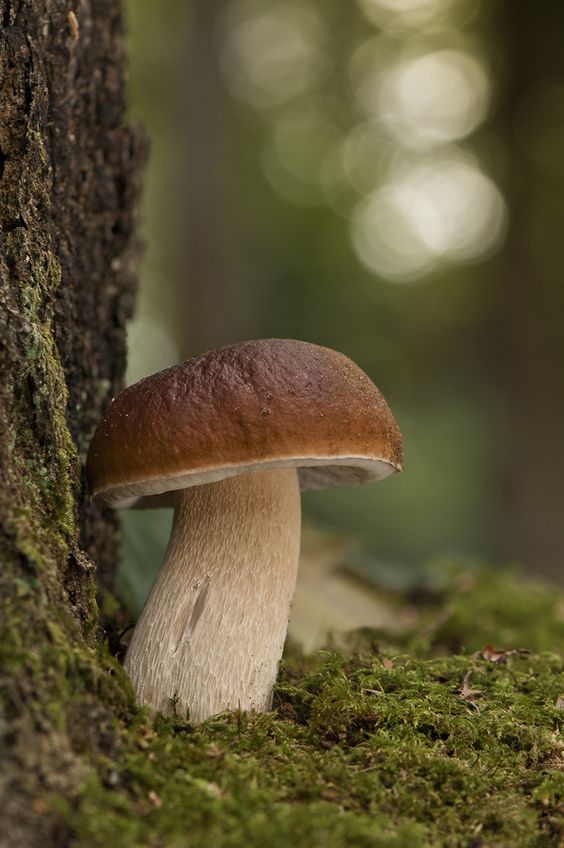 Stunning Mushrooms Macro Photography 99