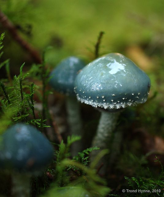 Wonderful Mushrooms Macro Photography 99
