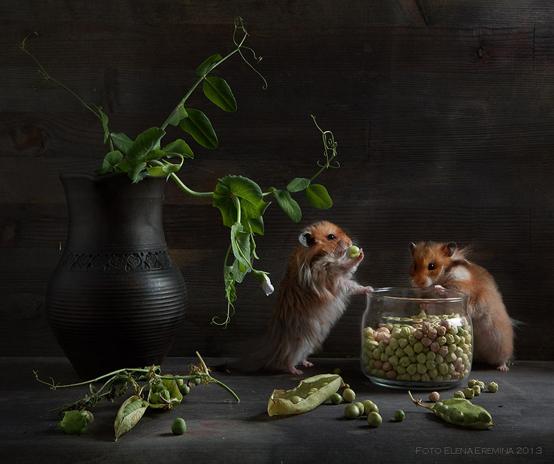 Cute photos of hamsters life by Elena Eremina 88