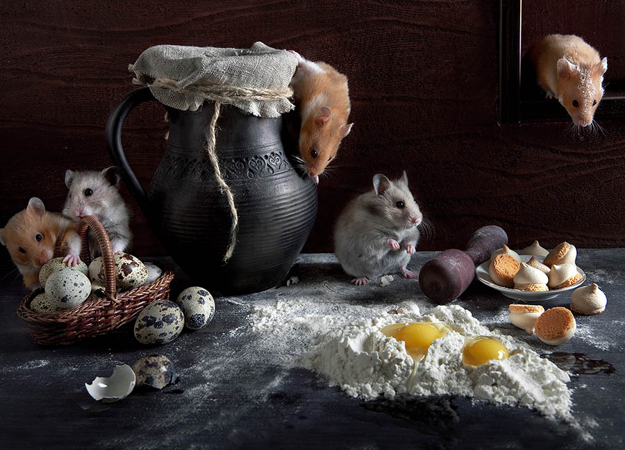 Cute photos of hamsters life by Elena Eremina 99