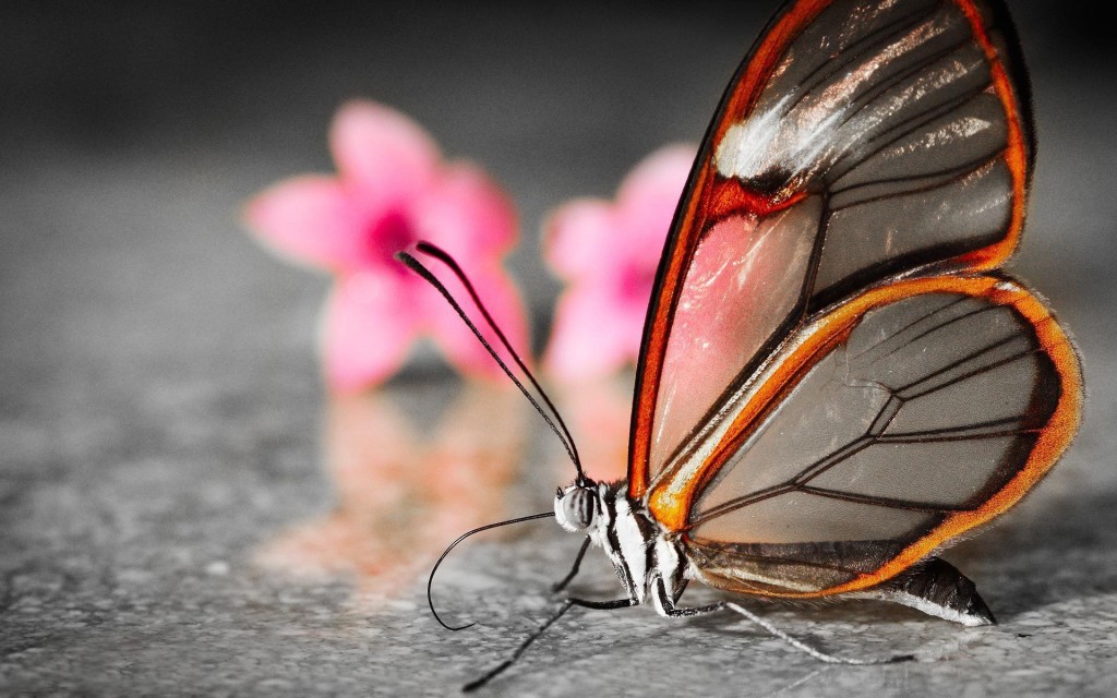 Extraordinary Examples Macro Photography of Insect 99