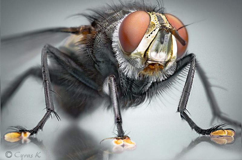 Extreme Examples of Insect Macro Photography 99