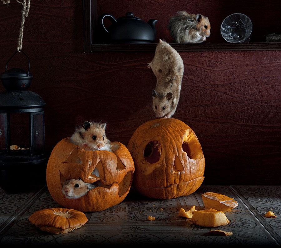 Humorous photos of hamsters life by Elena Eremina 99