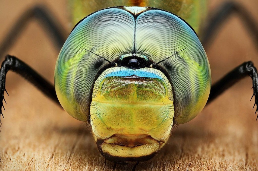 Mind Blowing Examples Macro Photography of Insect 77