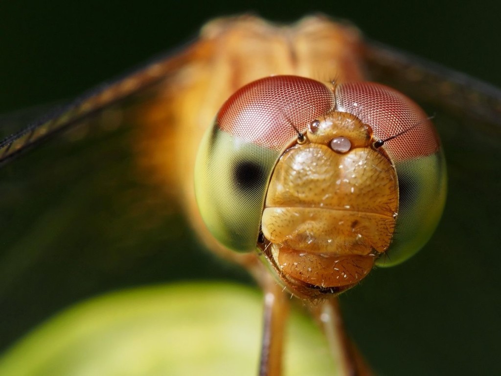 Mind Blowing Examples Macro Photography of Insect 99