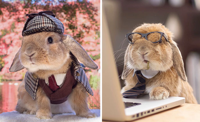 Puipui, The World’s Most Stylish Bunny 33