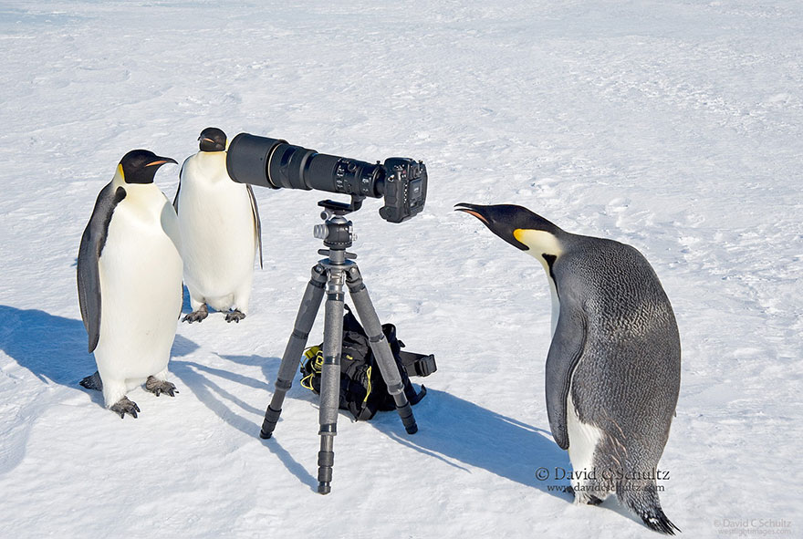 Wild Animals Want To Be Photographers 33