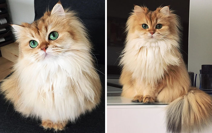 Beautiful Fluffy Cat British Longhair Coverimage