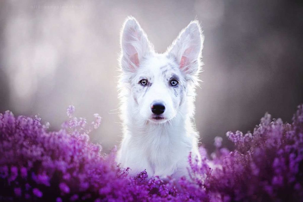 Beautiful Dog Portraits by Alicja Zmyslowska 99