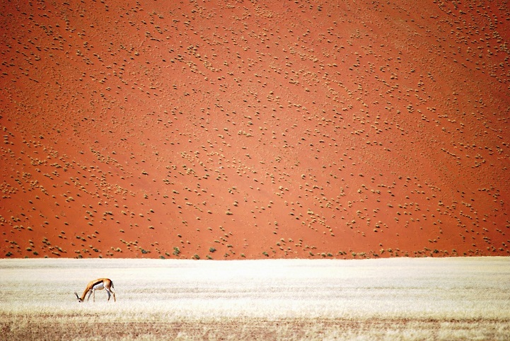 Springbok in front of a dune of namibian desert