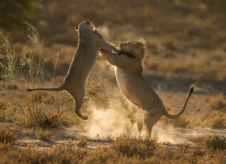 Two lions fighting in the Kgalagadi Transfrontier Park, South Africa.