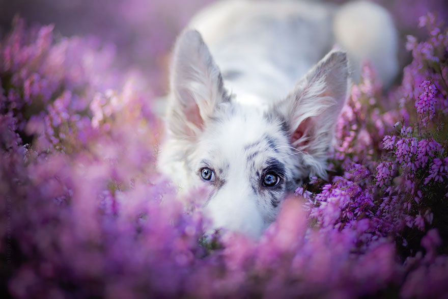 Beautiful Dog Portraits by Alicja Zmyslowska