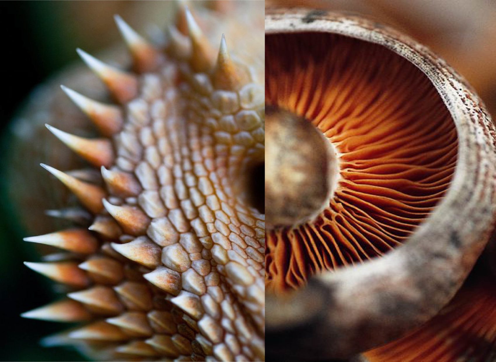 Unusual Macro Photography Ideas 44