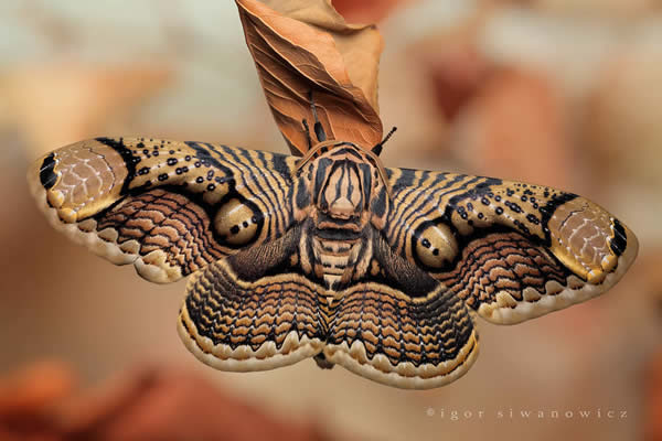 25 Mindblowing Macro Photography by Blepharopsis