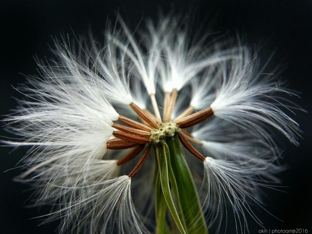 Flower Macro Photography by Herman Okin