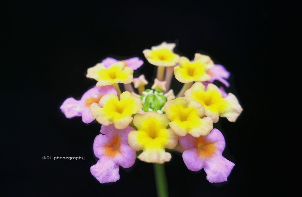 Flower Macro Photography by Rizky Luntaya