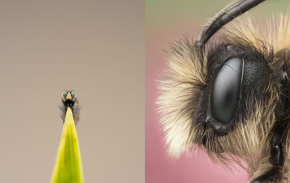 Best 20 Macro Photography Ideas That Will Make You Inspire
