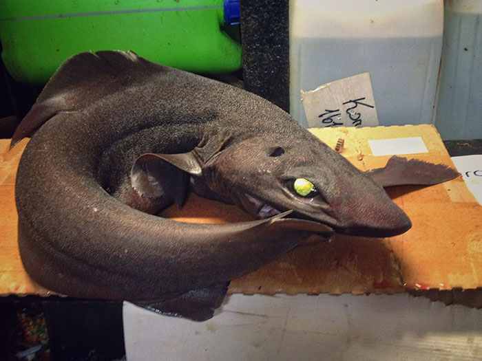 russian-fisherman-posts-terrifying-creatures-of-the-deep-sea-11