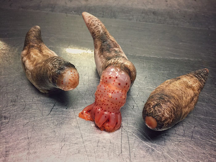 russian-fisherman-posts-terrifying-creatures-of-the-deep-sea9